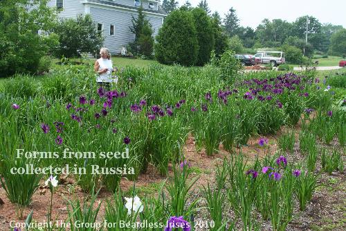 Forms from seed collected in Russia 2 - Don Clifford